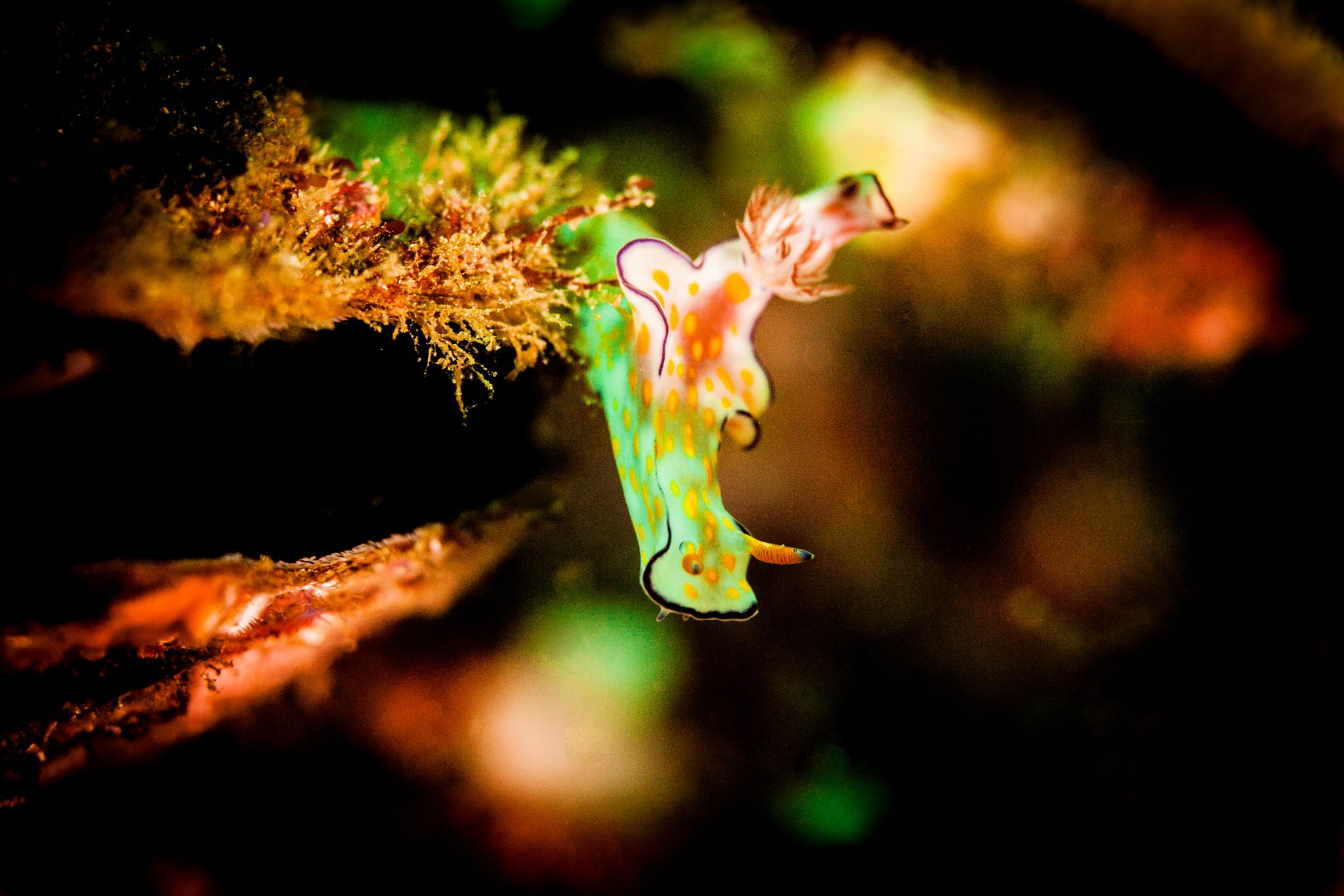 baby nudi