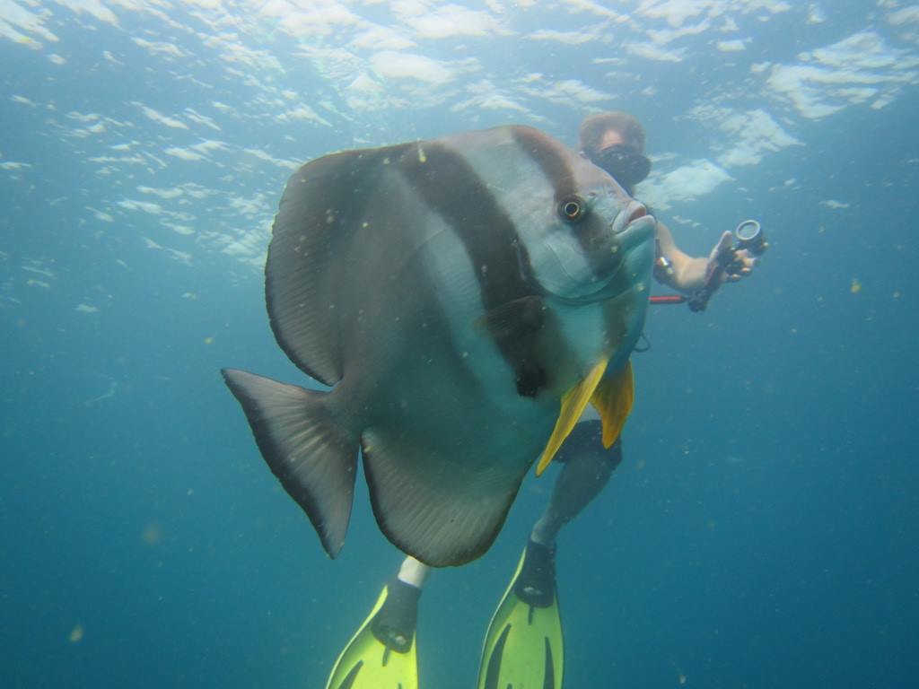 bat fish