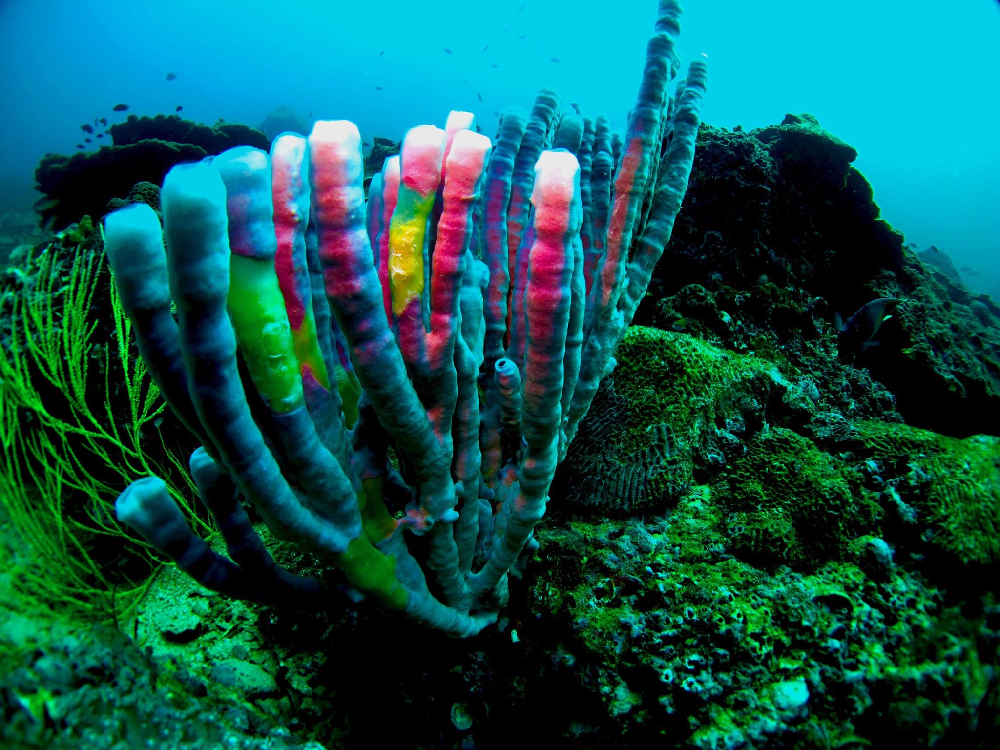 flute coral