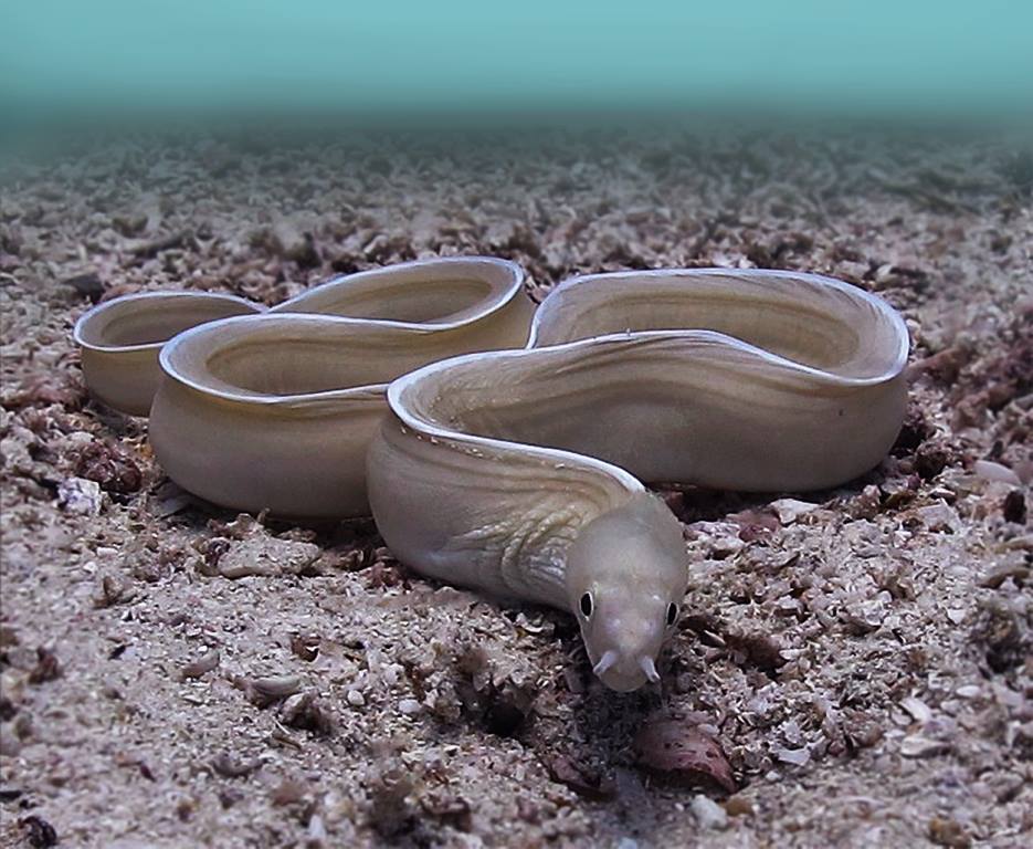 ghost moray