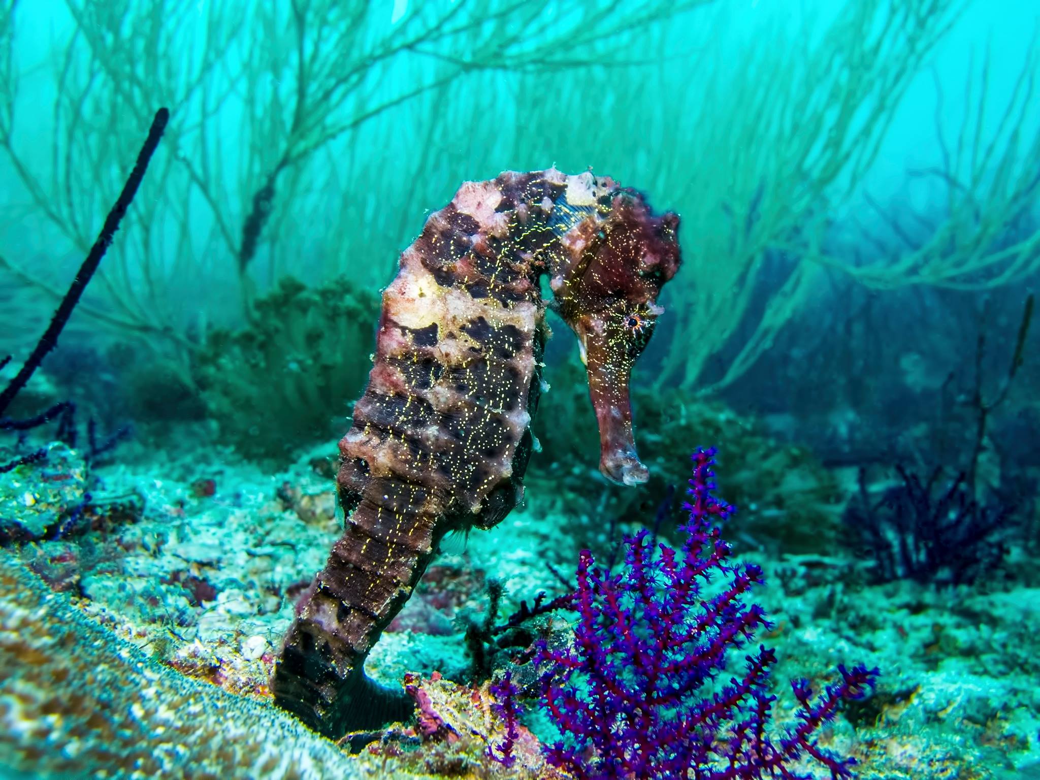 seahorse octopus rock