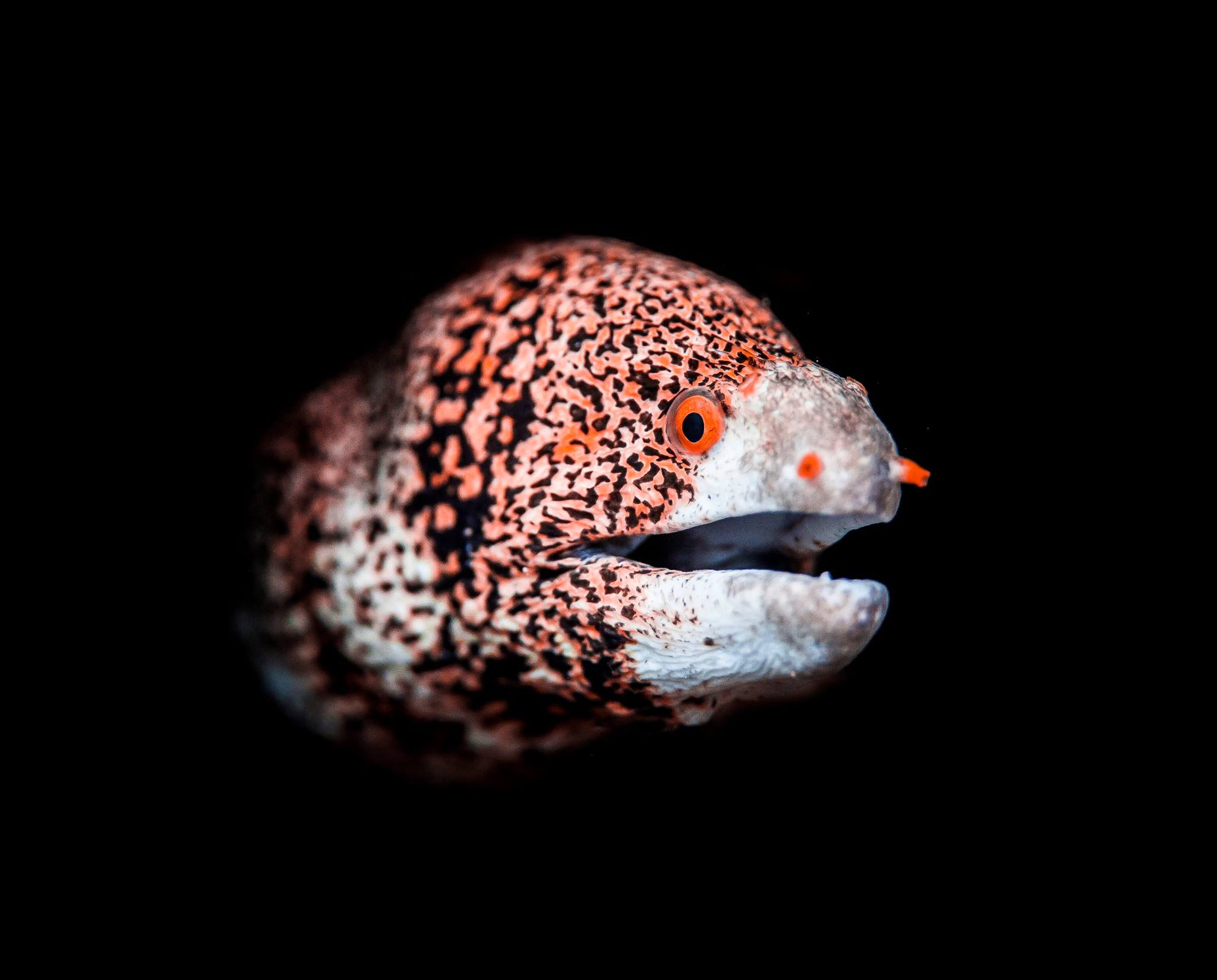 snowflake moray eel