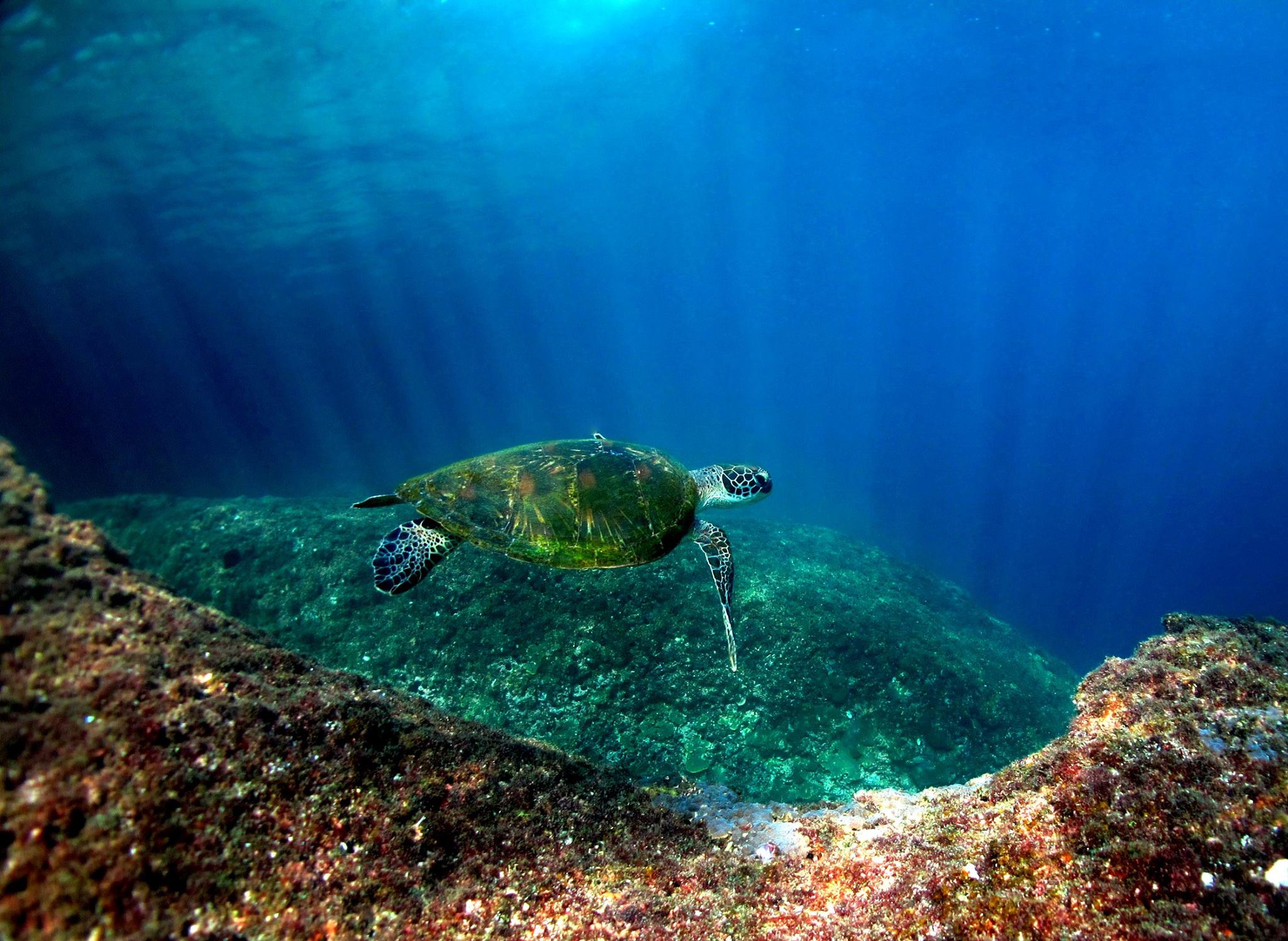 swimming turtle