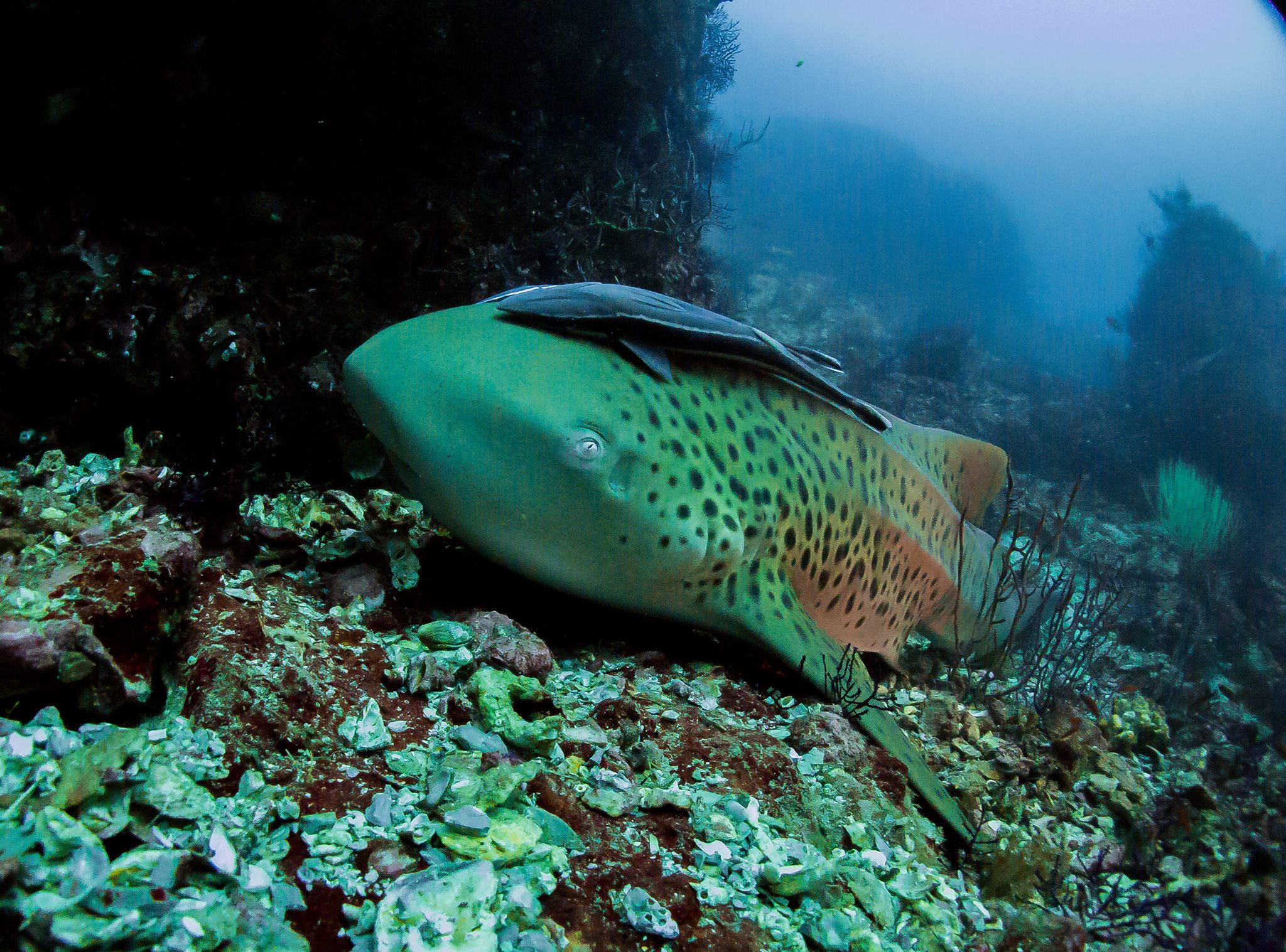 zebra shark